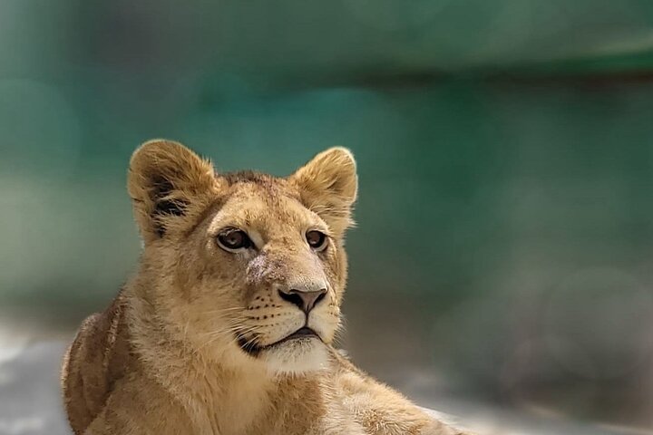 Lion Safari and Green Canyon Splash Feast with Lunch
