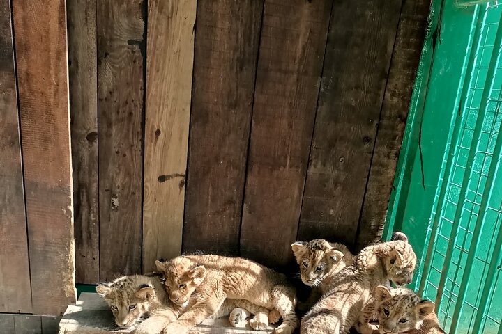Lion Safari and Green Canyon Splash Feast with Lunch