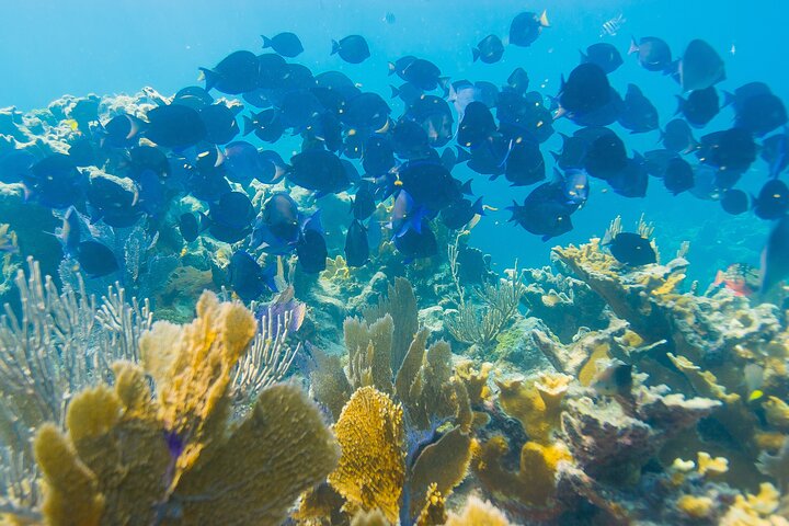 Snorkel Tours to Shallow Coral Reefs at Pennekamp Underwater Park