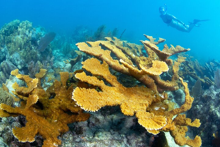 Snorkel Tours to Shallow Coral Reefs at Pennekamp Underwater Park
