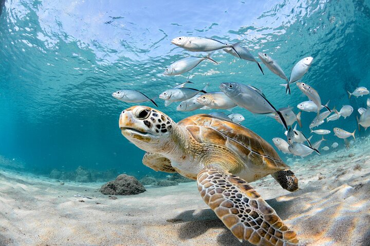 Snorkel Tours to Shallow Coral Reefs at Pennekamp Underwater Park