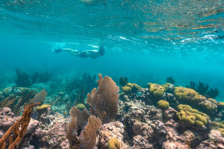 Snorkel Tours to Shallow Coral Reefs at Pennekamp Underwater Park
