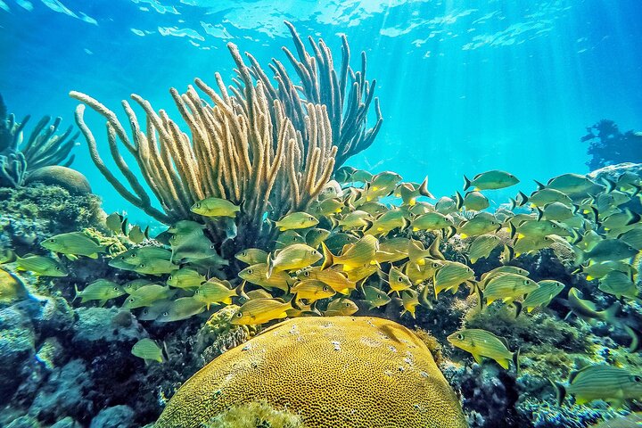 Snorkel Tours to Shallow Coral Reefs at Pennekamp Underwater Park