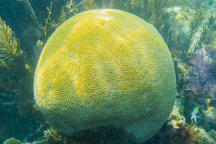Snorkel Tours to Shallow Coral Reefs at Pennekamp Underwater Park