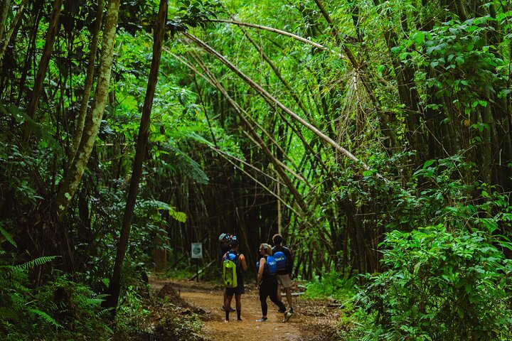 Half-Day Yunque Rainforest Waterslide & rope swing Guided Tour