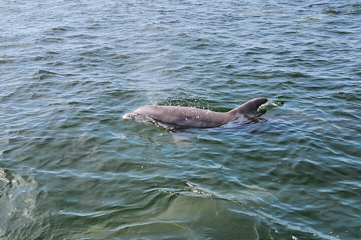 Pensacola Beach Dolphin and Scenic Tour