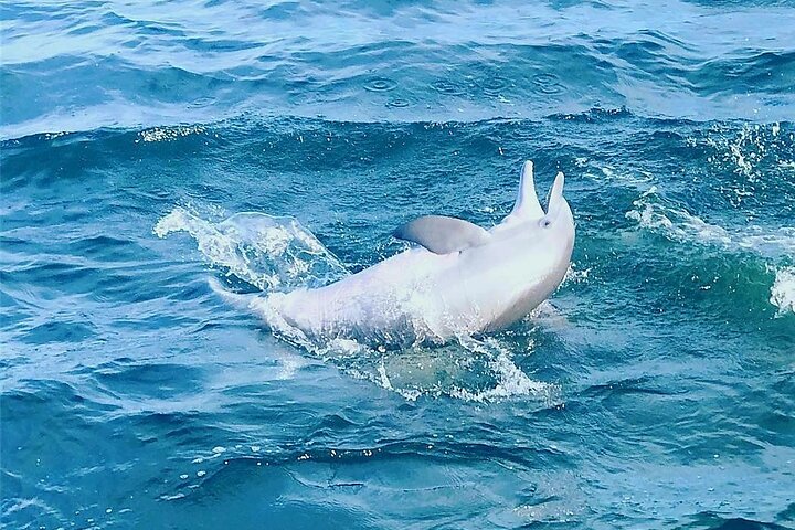 Pensacola Beach Dolphin and Scenic Tour