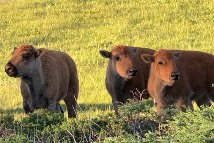 Yellowstone Upper Loop Wildlife Safari | Lamar Valley | PRIVATE