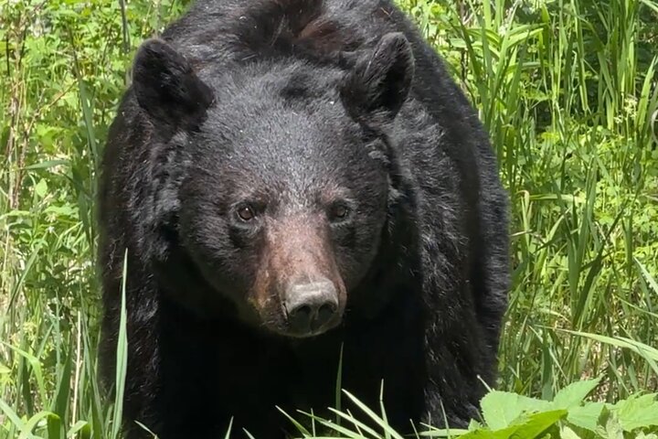 Yellowstone Upper Loop Wildlife Safari | Lamar Valley | PRIVATE