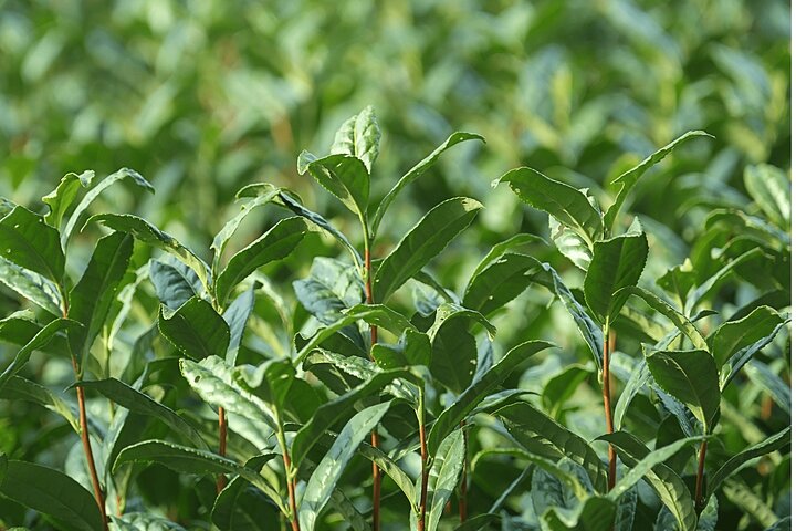 Unique Matcha Experience in Nishio: Matcha Tour and Matcha Making