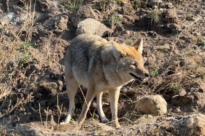Yellowstone Upper Loop Wildlife Safari | Lamar Valley | PRIVATE