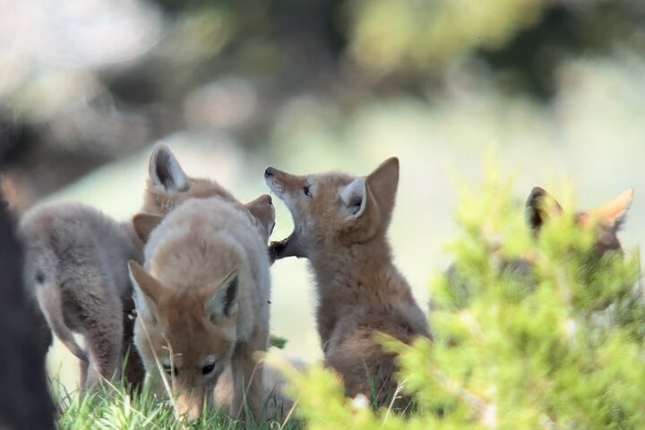 Yellowstone Upper Loop Wildlife Safari | Lamar Valley | PRIVATE