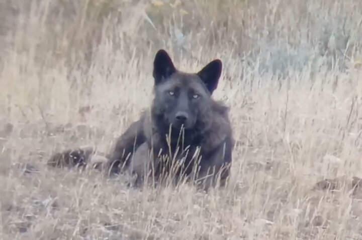 Yellowstone Upper Loop Wildlife Safari | Lamar Valley | PRIVATE