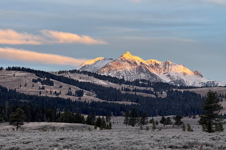 Yellowstone Upper Loop Wildlife Safari | Lamar Valley | PRIVATE