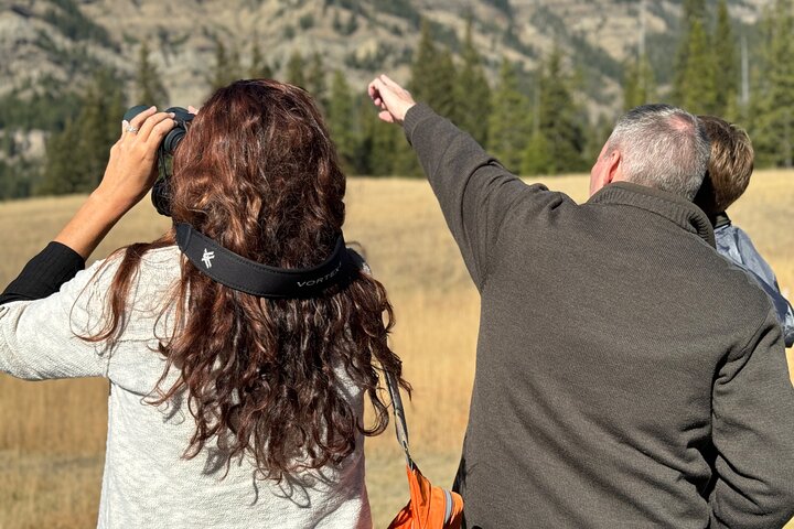Yellowstone Upper Loop Wildlife Safari | Lamar Valley | PRIVATE