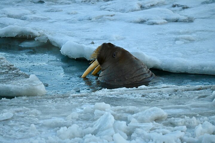 From Longyearbyen photo tour: Mysterious Barentsburg