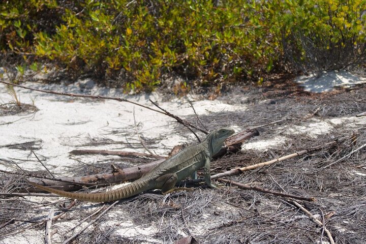 Half Day Snorkel from Providenciales with Visit to Half Moon Bay