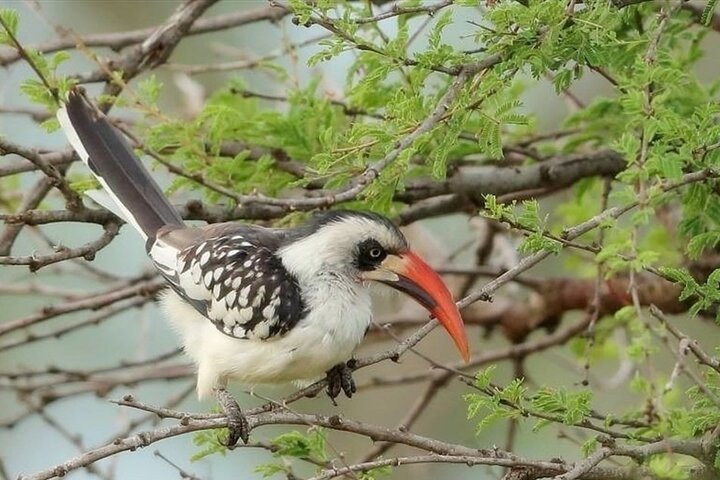 2 Days 1 Night Wildlife Safari at Mole Park (Round trip flights)