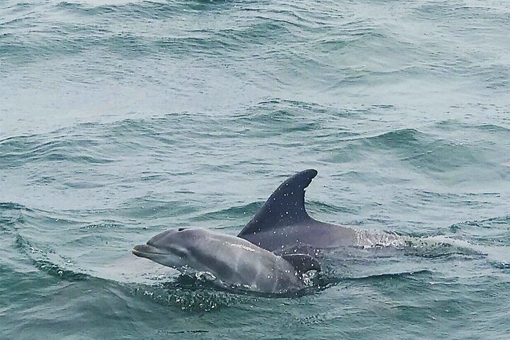 Pensacola Beach Dolphin and Scenic Tour