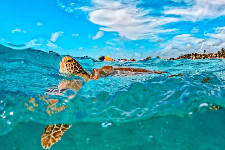 Half-Day Sea Turtle and Cenote Snorkeling Tour from Cancun & Riviera Maya