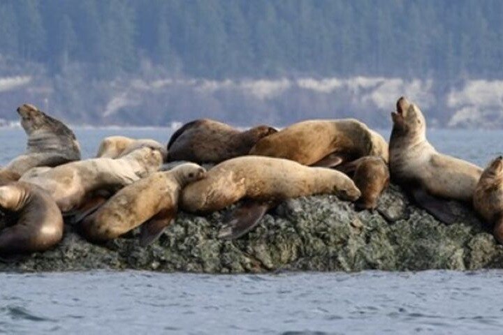 Port Townsend Wildlife Watching Boat Cruise