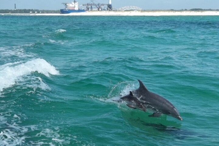 Pensacola Beach Dolphin and Scenic Tour