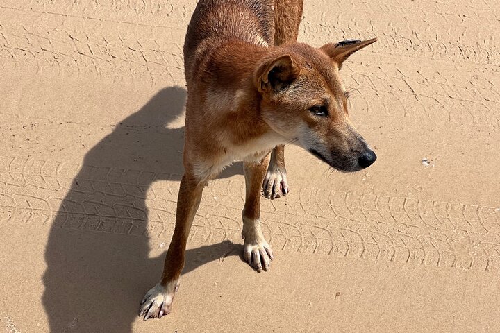 Dingos 3 Day K'Gari (Fraser Island) 4WD Tag-Along Tour