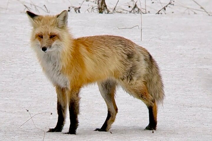 Yellowstone Upper Loop Wildlife Safari | Lamar Valley | PRIVATE