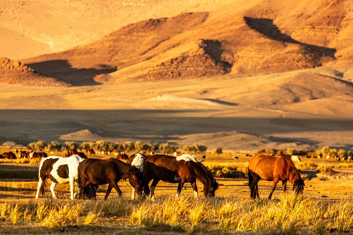 Discover Altai Mountains 8-Day Joining Tour in Western Mongolia