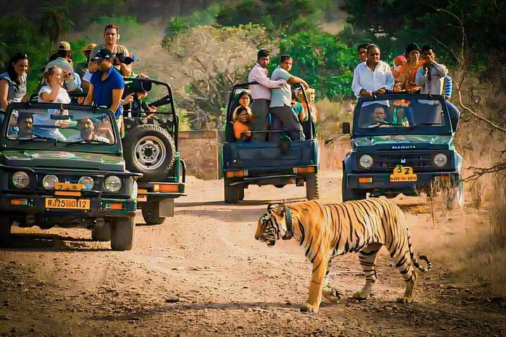Ranthambore Tiger Safari | Shared Canter, Jeep & Private Safari