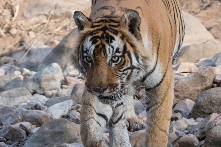 Ranthambore Tiger Safari | Shared Canter, Jeep & Private Safari