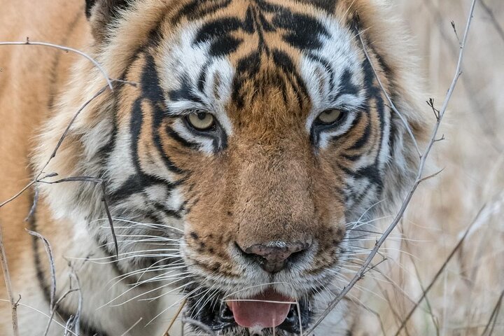 Ranthambore Tiger Safari | Shared Canter, Jeep & Private Safari