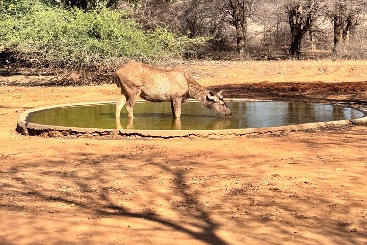 Ranthambore Tiger Safari | Shared Canter, Jeep & Private Safari