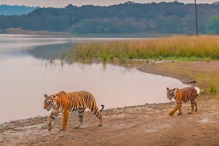 Ranthambore Tiger Safari | Shared Canter, Jeep & Private Safari