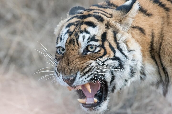 Ranthambore Tiger Safari | Shared Canter, Jeep & Private Safari