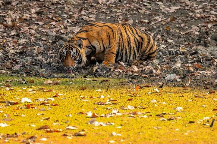Ranthambore Tiger Safari | Shared Canter, Jeep & Private Safari