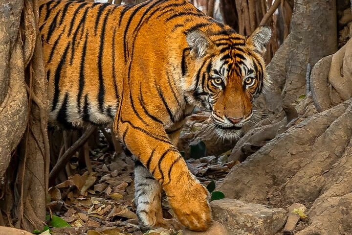 Ranthambore Tiger Safari | Shared Canter, Jeep & Private Safari
