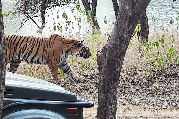 Ranthambore Tiger Safari | Shared Canter, Jeep & Private Safari