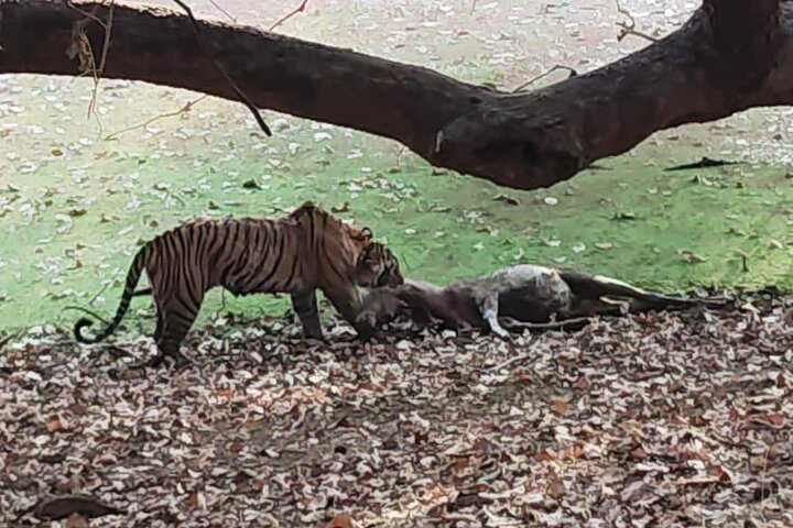 Ranthambore Tiger Safari | Shared Canter, Jeep & Private Safari