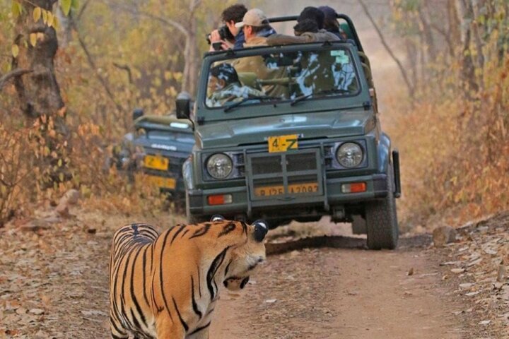 Ranthambore Tiger Safari | Shared Canter, Jeep & Private Safari