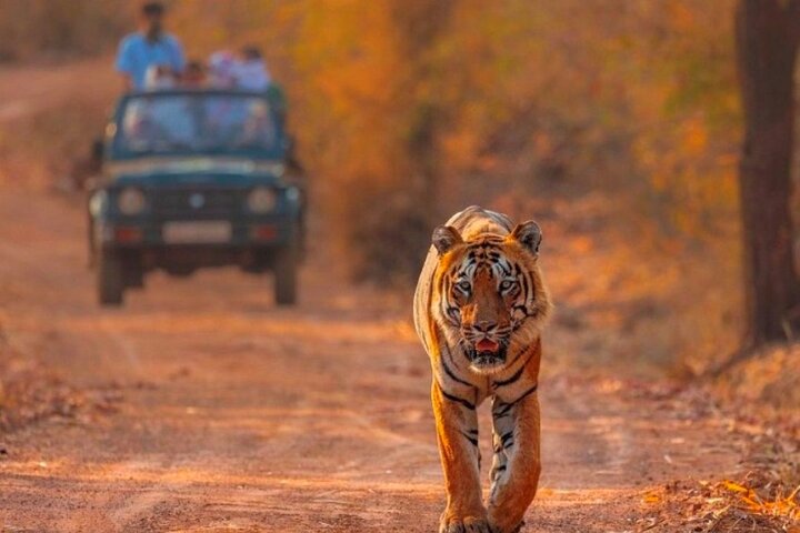 Ranthambore Tiger Safari | Shared Canter, Jeep & Private Safari