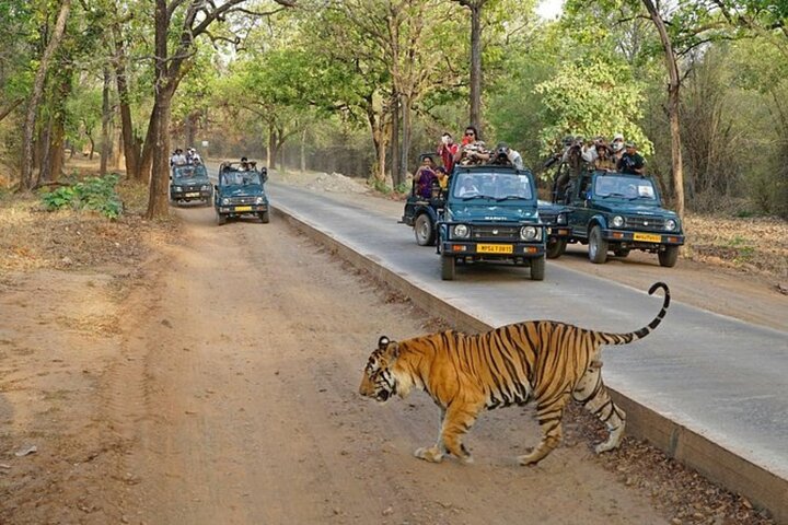 Ranthambore Tiger Safari | Shared Canter, Jeep & Private Safari