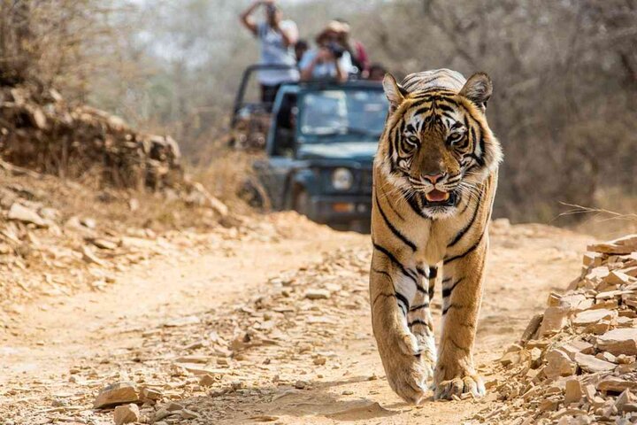 Ranthambore Tiger Safari | Shared Canter, Jeep & Private Safari