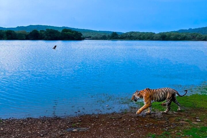 Ranthambore Tiger Safari | Shared Canter, Jeep & Private Safari