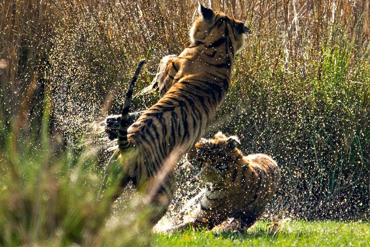 Ranthambore Tiger Safari | Shared Canter, Jeep & Private Safari