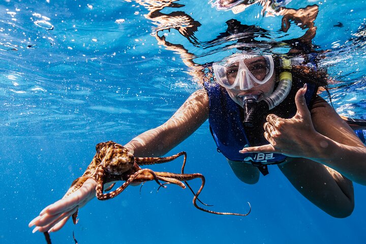 Waikiki Turtle Canyon Snorkel: Turtles Guaranteed