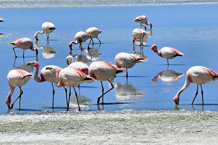3-Day Salt Flats, Lagoons and Geysers from Uyuni to San Pedro