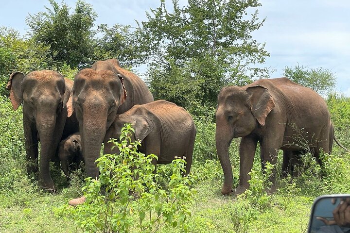 Udawalawe Safari With Hotel Pick-up & All Transfers -Private Tour