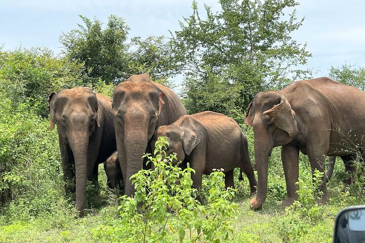 Udawalawe Safari With Hotel Pick-up & All Transfers -Private Tour