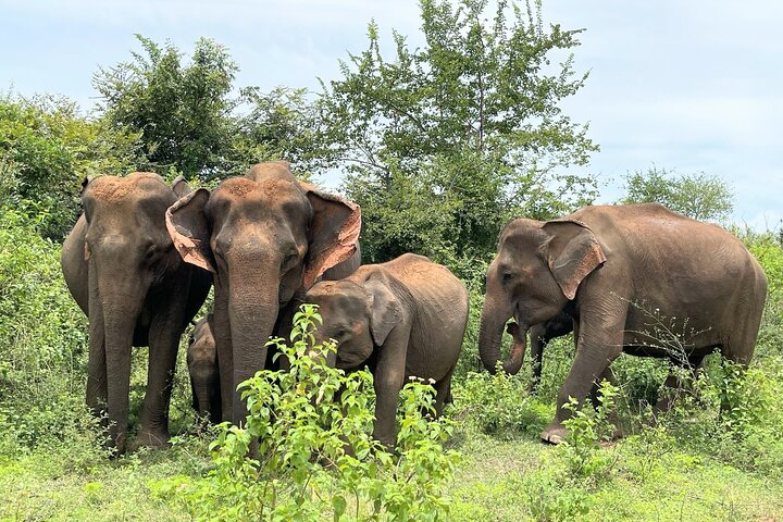 Udawalawe Safari With Hotel Pick-up & All Transfers -Private Tour